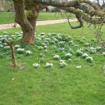 Snowdrops