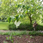 Handkerchief tree