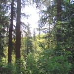 Douglas Fir Walk - trees