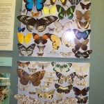 Butterfly display