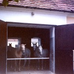 Horses in yard 