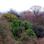 Treetop view