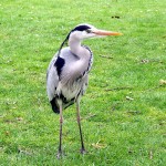 Bird, Kew Gdns.