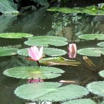 Waterlilies, P.O.W. Cons. , Kew