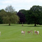 Deer at Houghton