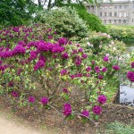 Informal garden with lake & house