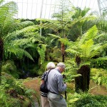 Tatton Fern House interior