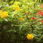 Tatton Shrubs