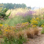 Informal planting in grounds