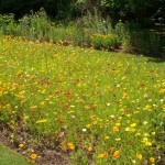 Merton Border - multicoloured flowers