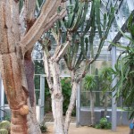 Tall cacti in glasshouse
