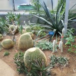 Cacti in glasshouse