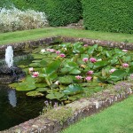 Lily Pond, Pleasure Garden