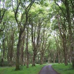 Creepy trees along drive