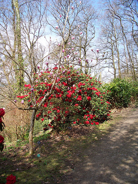 Red flowering bush