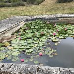 Lily pond in garden